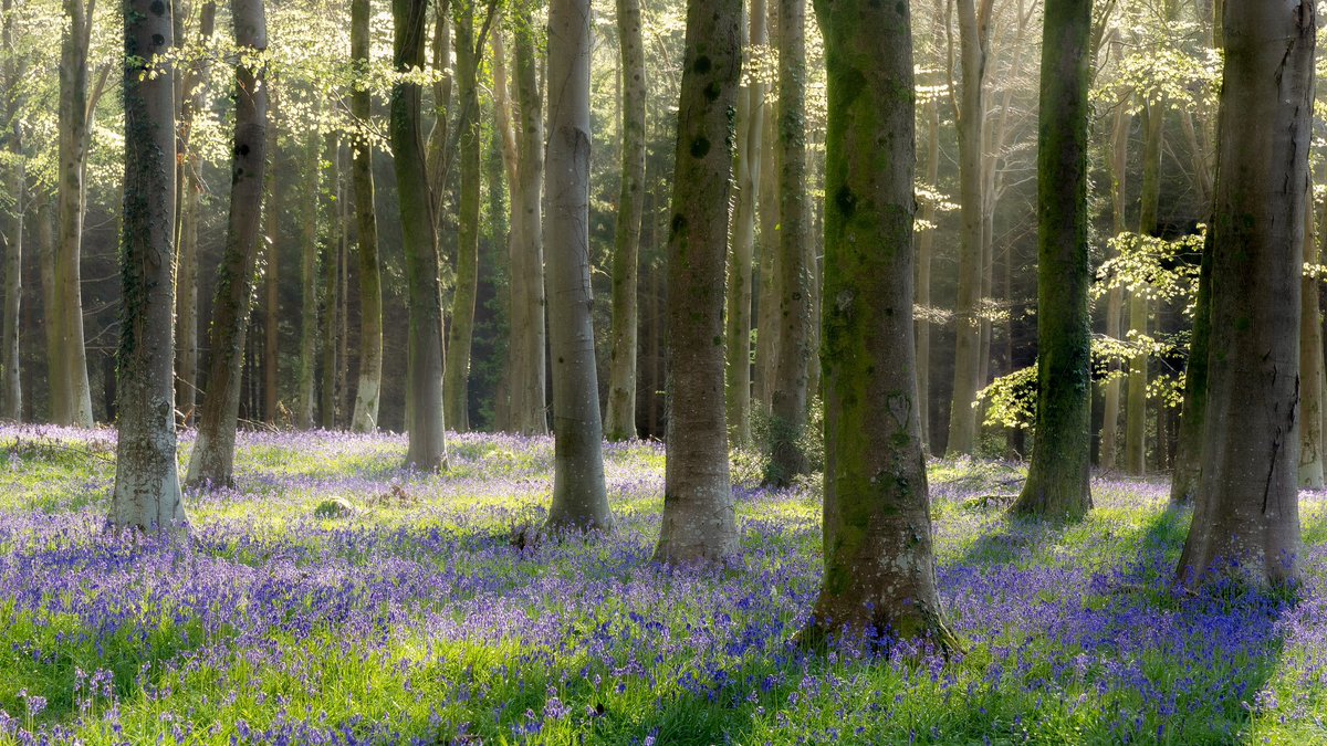 Decided to get up early and do a bluebell check. Another week to go for this area. So I shall return. But was great to get out and see the sun at last. #bluebells #spring #wexmondays #fsprintmonday #appicoftheweek #sharemondays2024 @sdnpa @CanonUKandIE