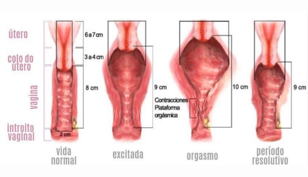 Si leéis los comentarios os daréis cuenta de cuántos hombres no saben que durante la excitación sexual la vagina cambia de forma porque el útero y el cérvix se desplazan hacia arriba en la pelvis. Os podéis imaginar la insatisfacción sexual de millones de mujeres hetero