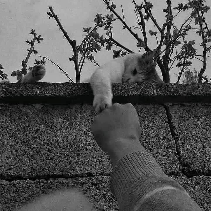 اس دنیا میں جہاں آپ کچھ بھی بن سکتے ہیں ، تو مہربان بنیں۔ 🌸