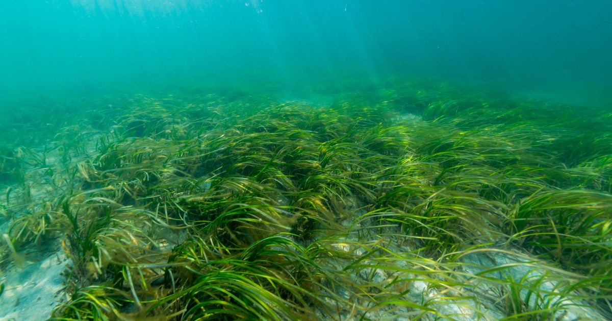 Join us this Thursday at 7:30pm as <a href="/TheGreenBlue/">The Green Blue</a> host a free anchoring and mooring webinar! 🌱

Discover why marine habitats like seagrass are important to protect and restore and how you can help!

Book your free place now – rya.org/rY0y50RkZF3

#WorldEarthDay