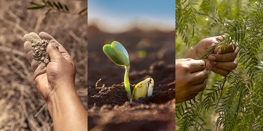 Celebrating #EarthDay today and every day! 🌍🌱 We at @OCPGroup are passionate about #SoilHealth for our planet and future generations. Our innovative solutions help #farmers grow more with less, feed the world and protect the environment. #SoilHealth #SustainableAgriculture