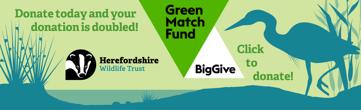 Thanks to everyone who's chipped in to get us to 60% of our fundraising target through @BigGive ! We're fundraising to Reconnect our Riverscapes - can you help us reach 100%? Through the #GreenMatchFund all donations are DOUBLED until we hit our target. 👇 donate.biggive.org/campaign/a0569…