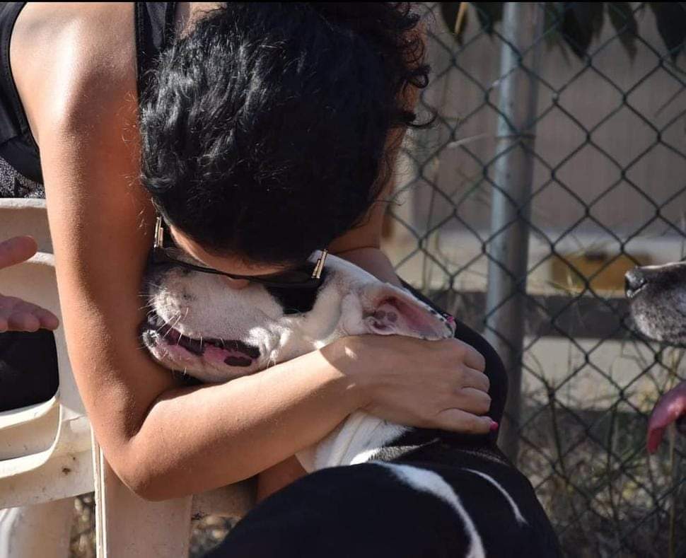 Se Buscan Voluntarios en Madrid y Barcelona para Life4pitbulls. Amantes de los animales en Madrid y Barcelona, ¡vuestra pasión y energía son requeridas! Únete como voluntario a Life4pitbulls y participa en actividades cruciales para el bienestar de nuestros rescatados. Contacta📩