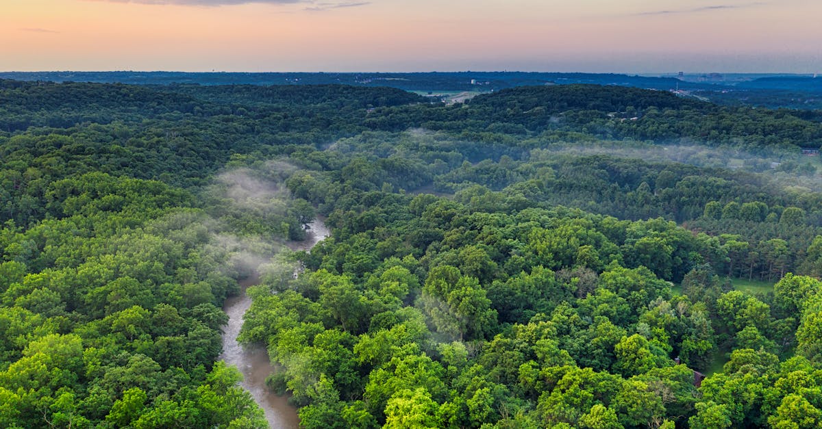 Did you know that the Amazon Rainforest is often referred to as the 'lungs of the Earth'?

It produces 20% of the world's oxygen and is home to more than 3 million species of plants and animals.

#AmazonRainforest #LungsOfTheEarth #EnvironmentalScience