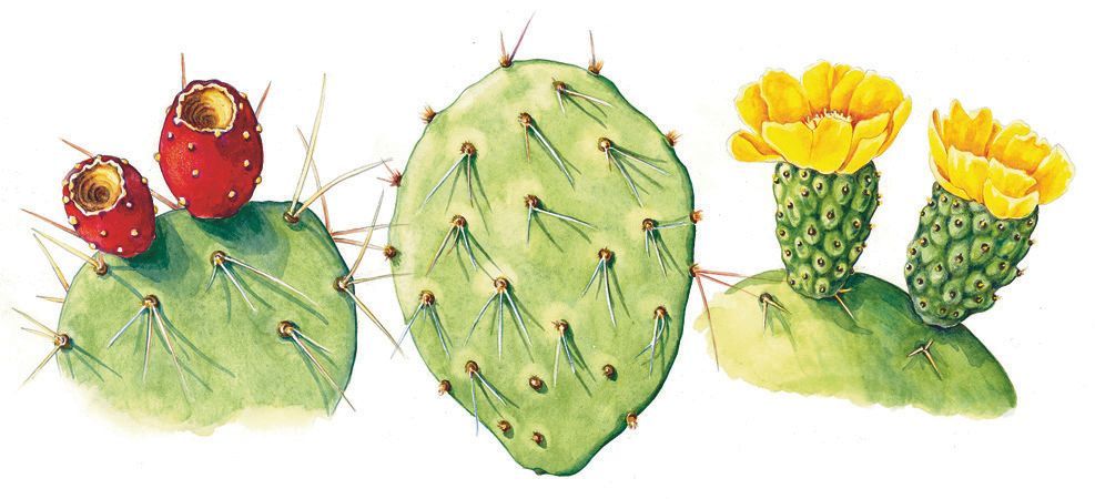 Learn about Opuntia (Prickly Pear) in Watercolor & Ink with GNSI member Marjorie Leggitt. This Online Workshop is offered through the New Mexico Art League on Wednesday - Friday, May 8 - 10, 2024 from 9:00am — Noon MST All levels welcome! newmexicoartleague.wildapricot.org/event-5570532 Fee: $195 USD