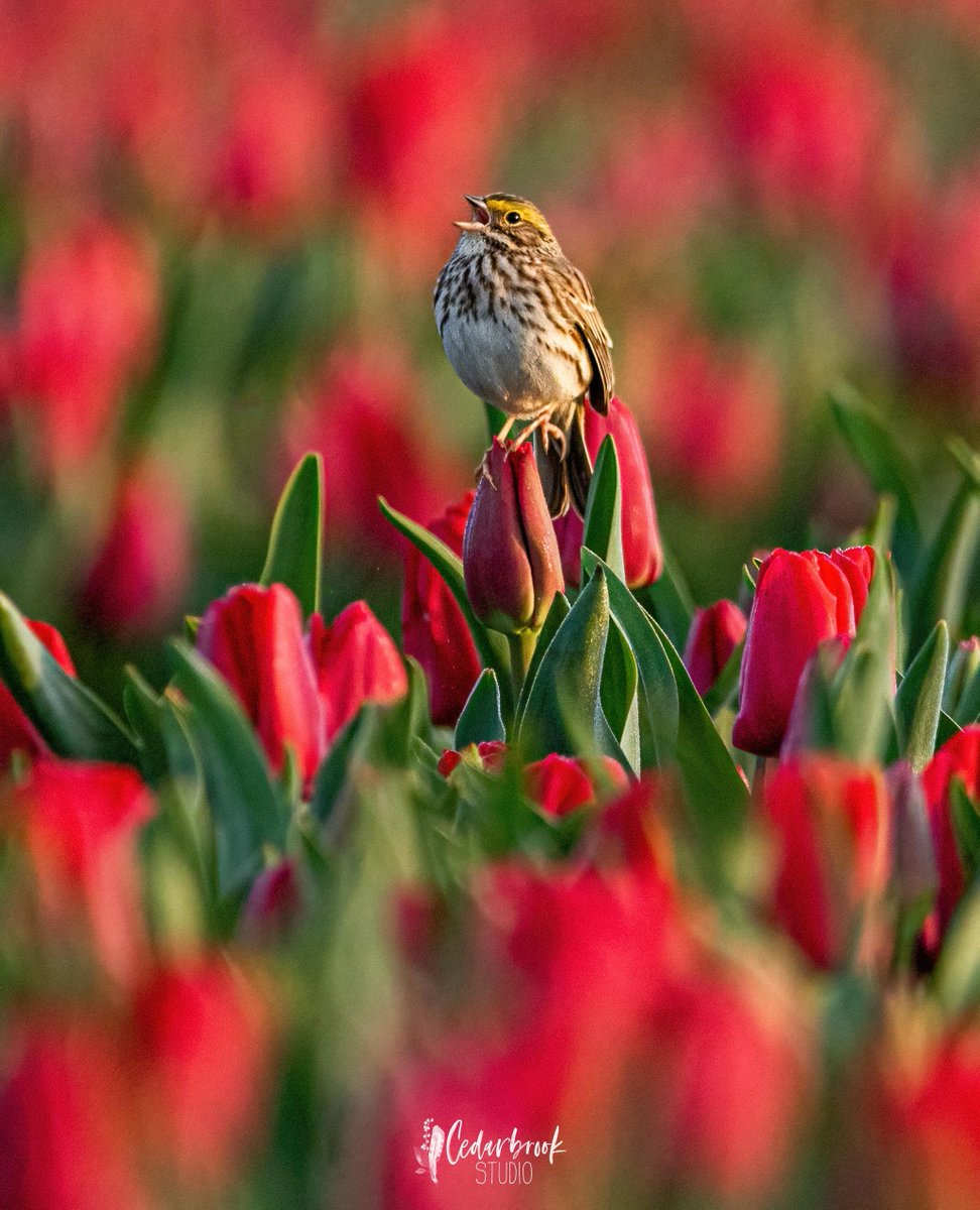 GenuineSkagit's tweet photo. Happy #EarthDay from the beautiful #SkagitValley 

📷️: @cedarbrookstudio 

#magicskagit #skagitgrown #genuineskagitvalley #buylocal #shopsmall⁠ #eatlocalfirst #washingtongrown #wagrown #acresonacres #agricultureliveshere #locallygrowngloballyknown https://t.co/4yvn8eQTFs