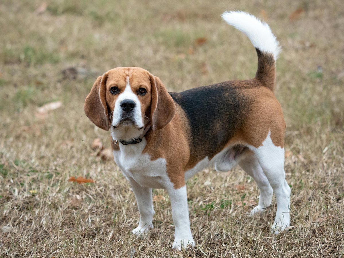 EDogStuff's tweet photo. Do you know? The Beagle is one of the most vocal dog breeds. They can make three different sounds—a standard bark, a yodel-like sound called a bay (which they use when hunting), and a howl. #Funfacts #Dogs #Factsaboutdogs #Furrypets #Puppies #Happydog #Furrybabies https://t.co/OQKAS8F0Fn