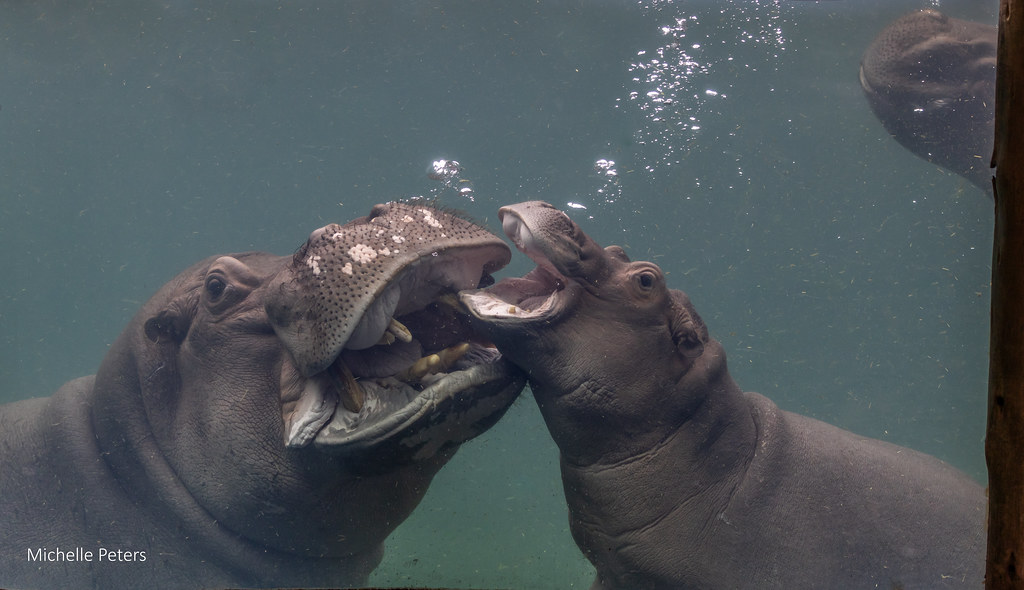 Happy Earth Day! Our hippos swim in 100% recycled rainwater! 40k gallons of rainwater sits below the Zoo in stormwater systems. This water is used to irrigate botanical gardens, clean animal habitats &  fill pools. Thanks to Official Water Sustainability Sponsor Roto-Rooter