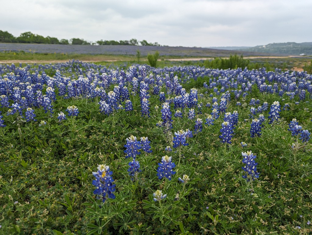 #Bluebonnets in #bloom for #spring 🌷🌸🌹🌻 #MuleshoeBend #texashillcountry #springweather #texasbluebonnets #springblooms #texaswildflowers #texas #muleshoebendrecreationarea
