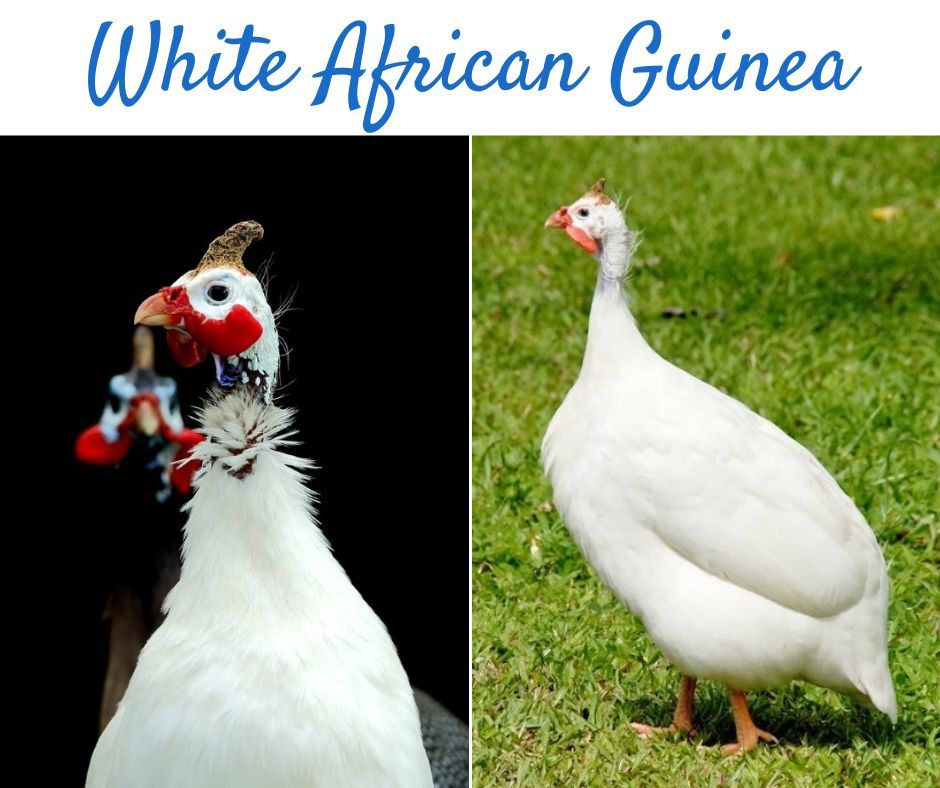 Guinea fowls are truly amazing birds. They're very vigilant when it come to protecting the farm from rodents and some predators, and they're low maintenance.
buff.ly/3ICDgll 
#chickens #guineafowl #hatchery #backyardhatchery #farmlife #backyardchickens