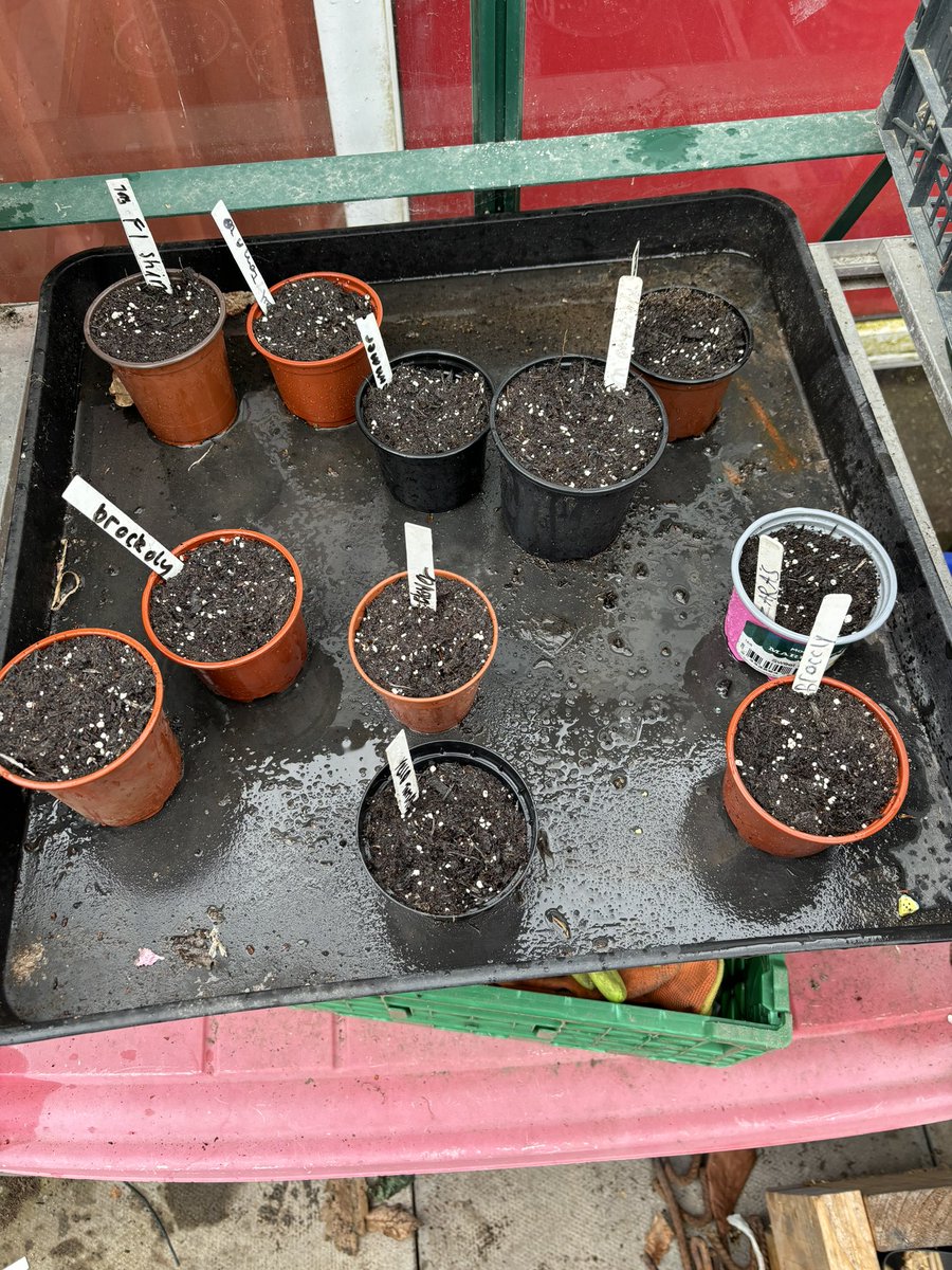 #gardeningclub tomatoes, broccoli, sweetcorn and cauliflower planted and potatoes in large buckets growing nicely.