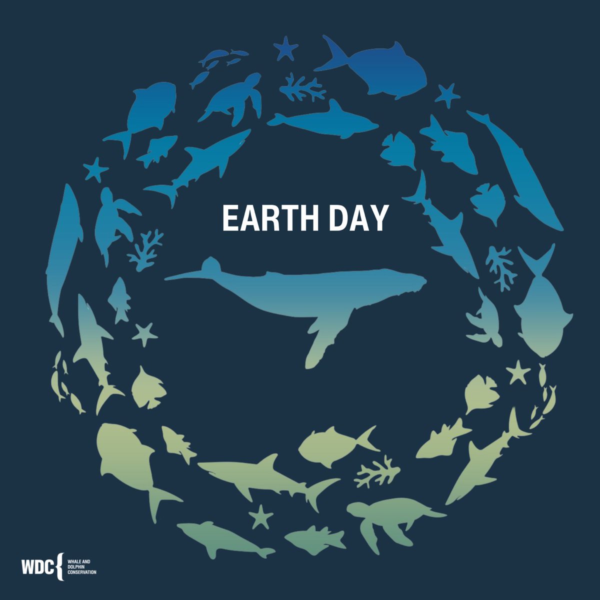 Together, let's celebrate #EarthDay 🌏 by reaffirming our commitment to protecting whales 🐋and the ocean🌊. Our planet's health and future depend on it. What are you Earth Day plans or goals that you're working towards? #EarthDay #ProtectOurOcean #SaveTheWhales