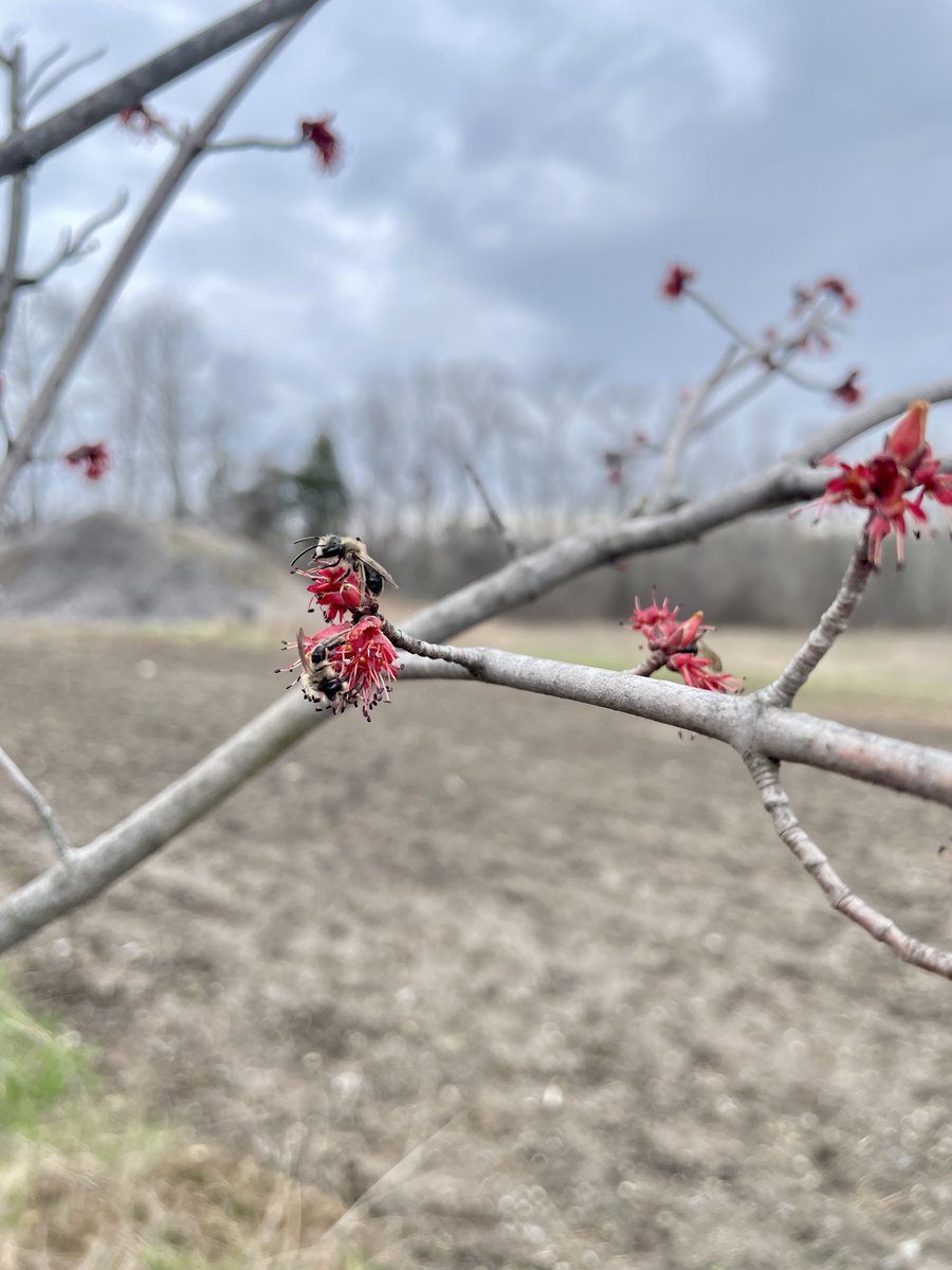 We love seeing everyone celebrate #EarthDay! This weekend, our Sr. Coordinator of Restoration Programs, Amber Brant, visited a #50MTP landowner in Prince Edward County that has a four-year-old site! Seeing the trees' healthy growth was a great way to start off #EarthWeek!