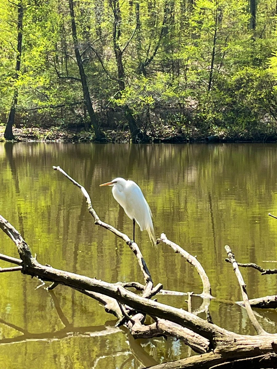 My one great egret