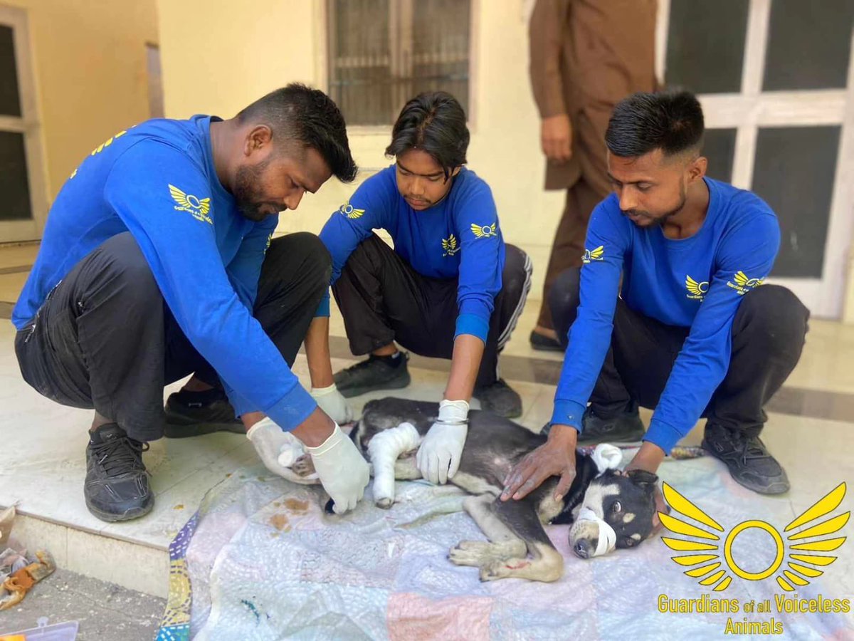 GuardiansVoice's tweet photo. Update on Dabbu!

Complete story (Facebook):

https://t.co/eJIrtdrwUO

Complete story (Instagram):

https://t.co/s7a8ECm7wO https://t.co/SUJ0BrVNNm