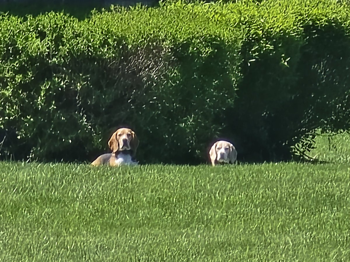BluBodhi's tweet photo. @beaglefacts Happy #NationalBeagleDay https://t.co/wI2ccPWU59