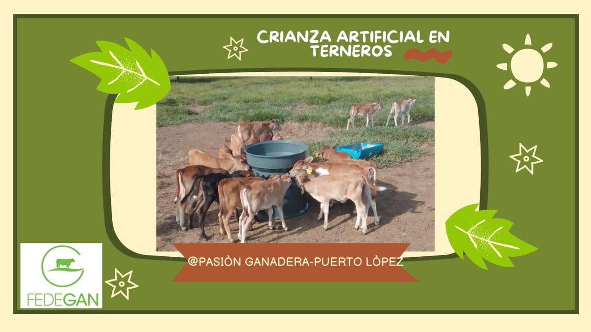 La crianza artificial de terneros es clave en la producción láctea y cárnica. Con indicadores precisos, podemos mejorar su manejo para una crianza más eficiente y exitosa. 🐄 @jflafaurie @Fedegan @FacatativaPl #BienestarAnimal