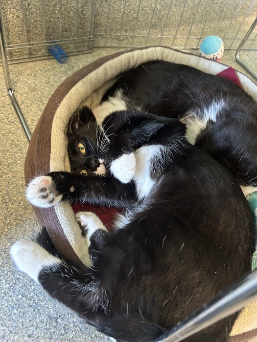 Meet Ruffles and Pringles!❤️🐾This bonded pair was previously part of an outdoor colony of cats found in Richmond. They are both slowly but surely adjusting to indoor life and human contact.
Learn more about these sweet cats at ow.ly/qOnr50Rkh66. ❤️ #Richmondbc