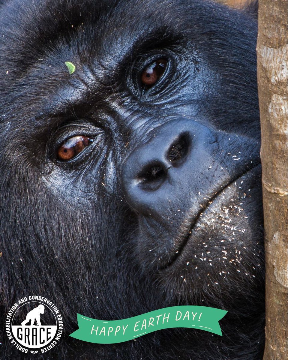 🌎🌿Happy #EarthDay! Let's preserve our planet for future generations, including our amazing #gorilla friends. 

#earthday2024 #protectourplanet #climateaction