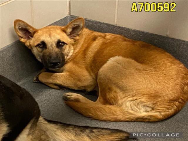 🆘 #GERMANSHEPHERD CAFESITA ☕️#A700592 (1yo sF, 41.2lb, hw-) LEFT BY OWNER & THEN RETURNED BY #FOSTER FOR SEP. ANXIETY IS BEING KILLED TODAY 4.22 BY SA ACS TX She’s shy, nervous. She walks well on leash, is treat & toy motivated & learns very quickly. #Foster/#Adopt ☎️2102074738