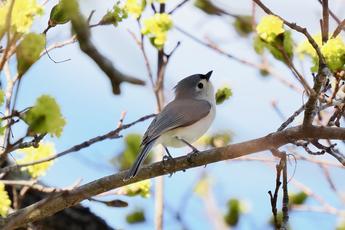 jpsacks's tweet photo. Living the dream   
#birds #birdphotography #naturephotography #wildlifephotography #worcester #worcesterma #centralmass #TwitterNatureCommunity #olympus #om1 #centralma #wildlife #nature #Massachusetts #tuftedtitmouse #titmouse https://t.co/tobHVhrhSo