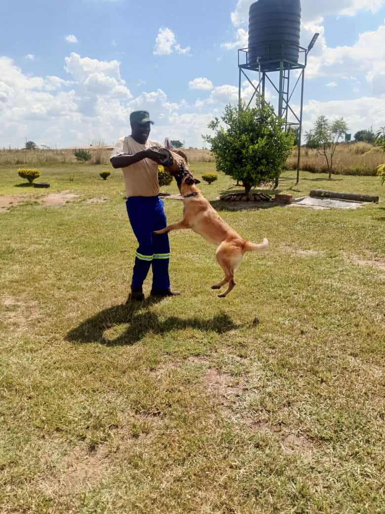 RyderProtectZim's tweet photo. You will not regret training your dog with us. Please call us at +263777152343/+263712512220 for professional dog training.
@followers https://t.co/tlPFkQNR2S