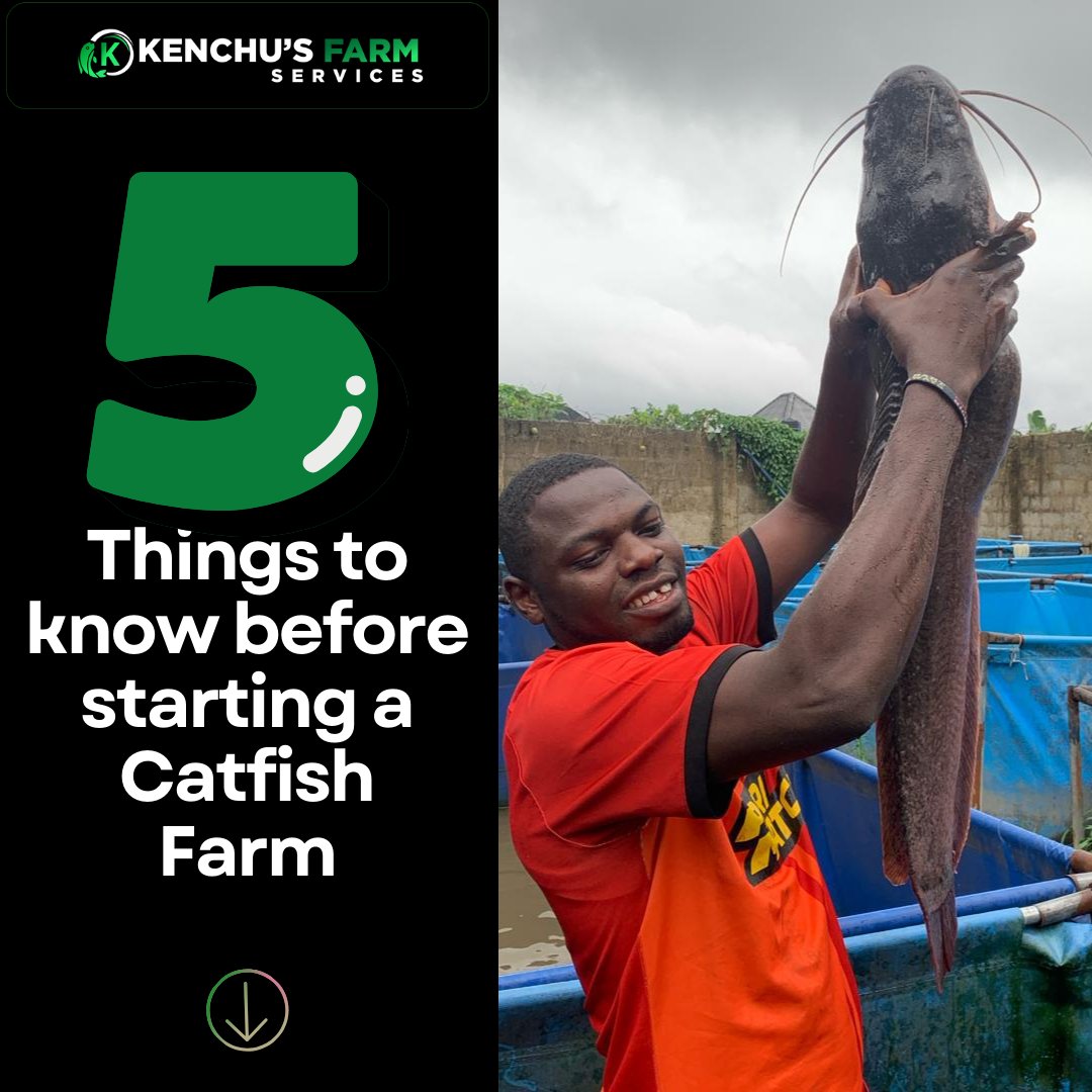 Starting a catfish farm 101
 
 We be looking at 5 major factors that must be considered, when starting a catfish farm
  
 Starting a Catfish farm: 5 things everyone must consider #catfishfarm
 youtube.com/watch?v=f4M3UL…