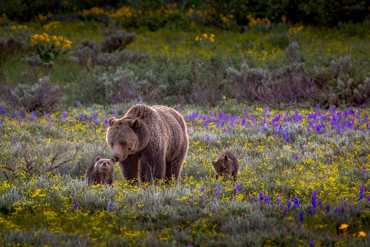 We all have a role to play to safeguard our planet for future generations. Interior is working to address the biodiversity crisis by restoring balance on public lands and waters, advancing environmental justice and investing in a clean energy future. #EarthDay Photo by Mark Rutt