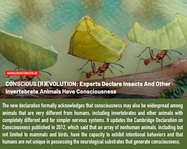 animalrightswatch.us/?p=775385
#AnimalRights #AnimalLiberation #AnimalJustice #AnimalWelfare #AnimalEthics #AnimalAdvocacy #AnimalCruelty #AnimalSentience #AnimalIntelligence #AnimalCognition #AnimalAgriculture #Speciesism #EndSpeciesism #Veganism #Vegan #GoVegan #EmptyCages #EmptyTanks