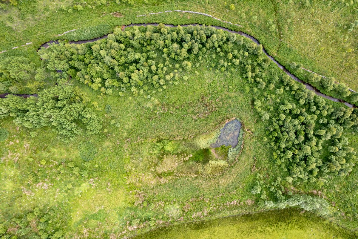 🌳Our Woodlands for Wildlife and Water project is working with landowners and local communities to plant around 200ha of new native and riparian woodlands. Bio based material tubes provide a more environmentally friendly alternative to plastic. #EarthDay2024 📸Colin Mclean.