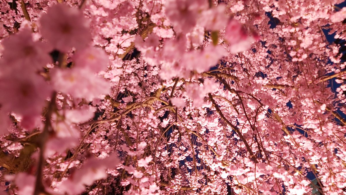 flower outdoors blurry tree no humans depth of field cherry blossoms  illustration images