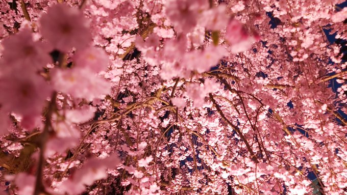 「cherry blossoms depth of field」 illustration images(Latest)