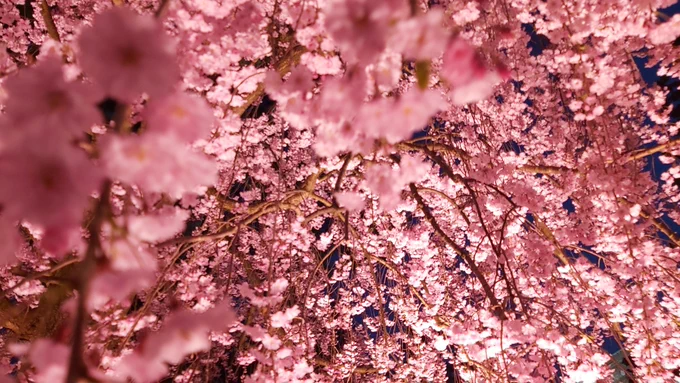 東北ならまだ桜が咲いてる!! 