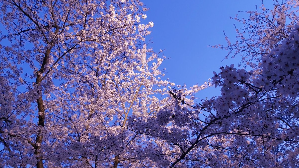 flower outdoors blurry tree no humans depth of field cherry blossoms  illustration images