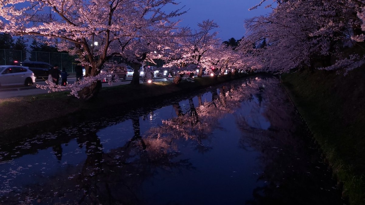 flower outdoors blurry tree no humans depth of field cherry blossoms  illustration images