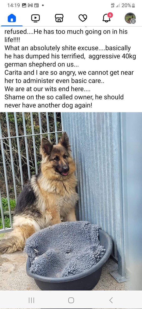 catlowry54's tweet photo. This poor girl...grieving and angry: angry as to why she isn't with her owners, angry as she is feels her rescuers are the bad people... she doesn't realise they are the best thing that has happened her. Do you see what rescuers have to go through 24/7? #germanshepherd #rescues https://t.co/sPXVgvQ4KF