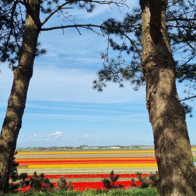 We were lucky enough to experience the tulip fields at Visit Keukenhof 🌷Rows and rows of colour 🌈
#tulipfields #inspiration #floral #amsterdam #keukenhof