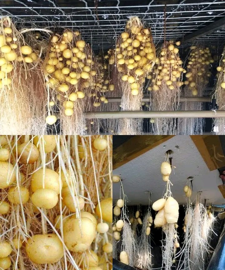 HOW TO GROW POTATOES WITHOUT SOIL 

1.Understanding Aeroponics:
Aeroponics suspends plants in the air and mists their roots with nutrient solutions.
Offers faster growth, higher yields, and cleaner environment compared to soil-based methods.

2. Necessary Materials:
Aeroponic