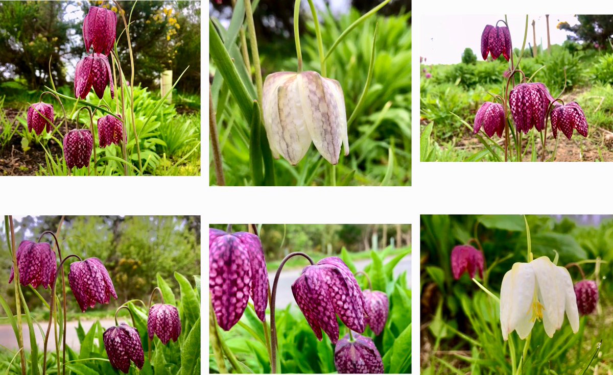 The Fabulous Fritillaria… the truly wonderful wildflowers! 

Aka the Snake’s Head Lilies, looking stunning today, so many of them just growing wild, an amazing sight! 👣🐾

#wildflowerhour #wildflowers #botany @BSBIbotany 
#thePhotoHour #ScottishHighlands