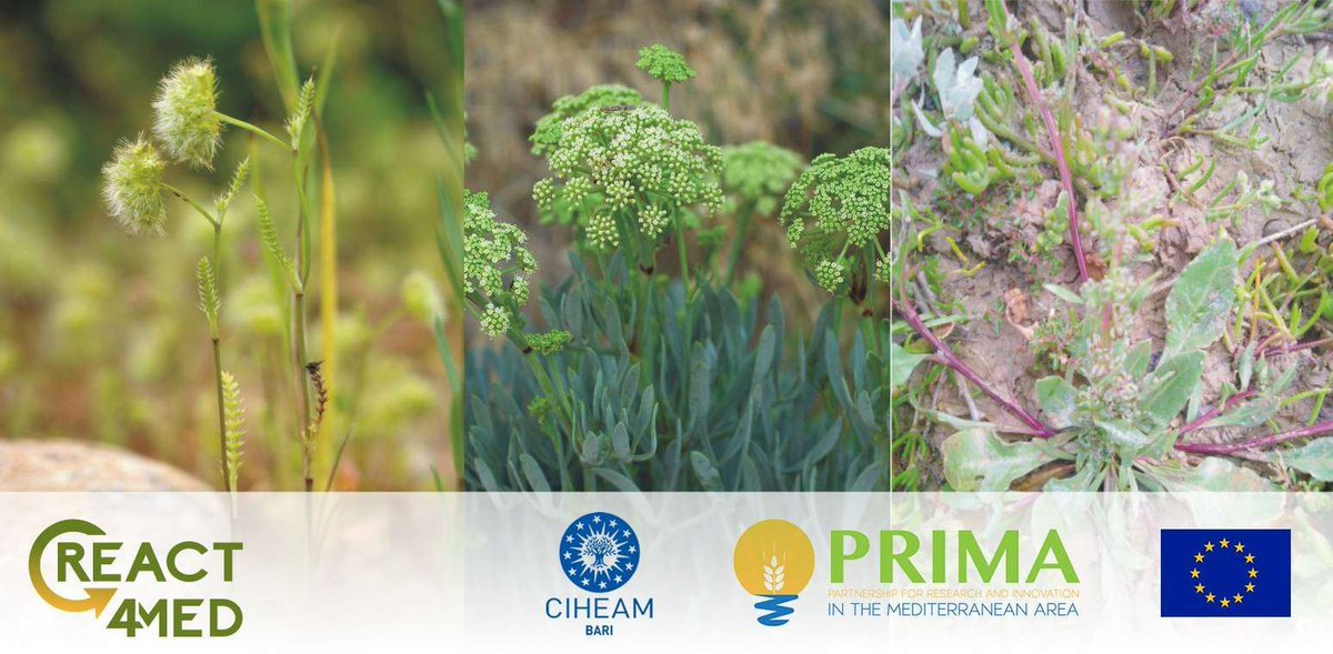 Celebrating 🎉 #EarthDay2024 🎉 with a new blog post by Enrico Perrino of @CIHEAMBari, on the under-exploited wild Mediterranean plants 🌱 studied in the context of @PrimaProgram @REACT4MED. Read more: buff.ly/4aJKvo9