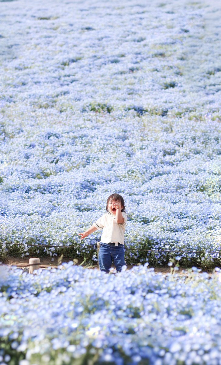 fuuwa_graph's tweet photo. やっほー！！
もりもりのネモフィラと一緒に。 https://t.co/rX3cbj1B6h