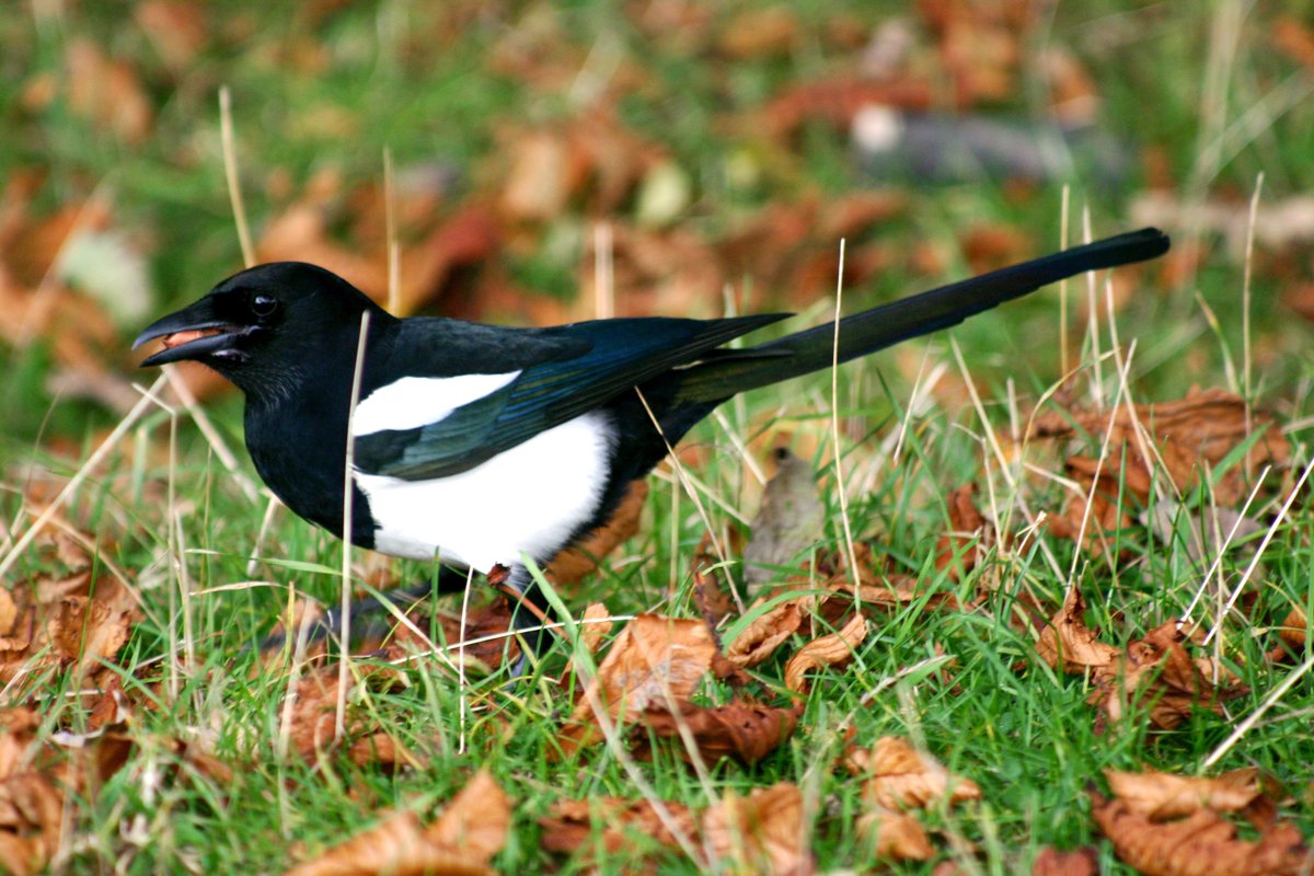 Tonight on RTE Radio One, another chance to hear the recent Magpie documentary. Anything and everything you ever wanted to know about the world's most intelligent? bird. Tune in at 10.00pm. @NatureRTE @BirdWatchIE #Wildlife #Birds