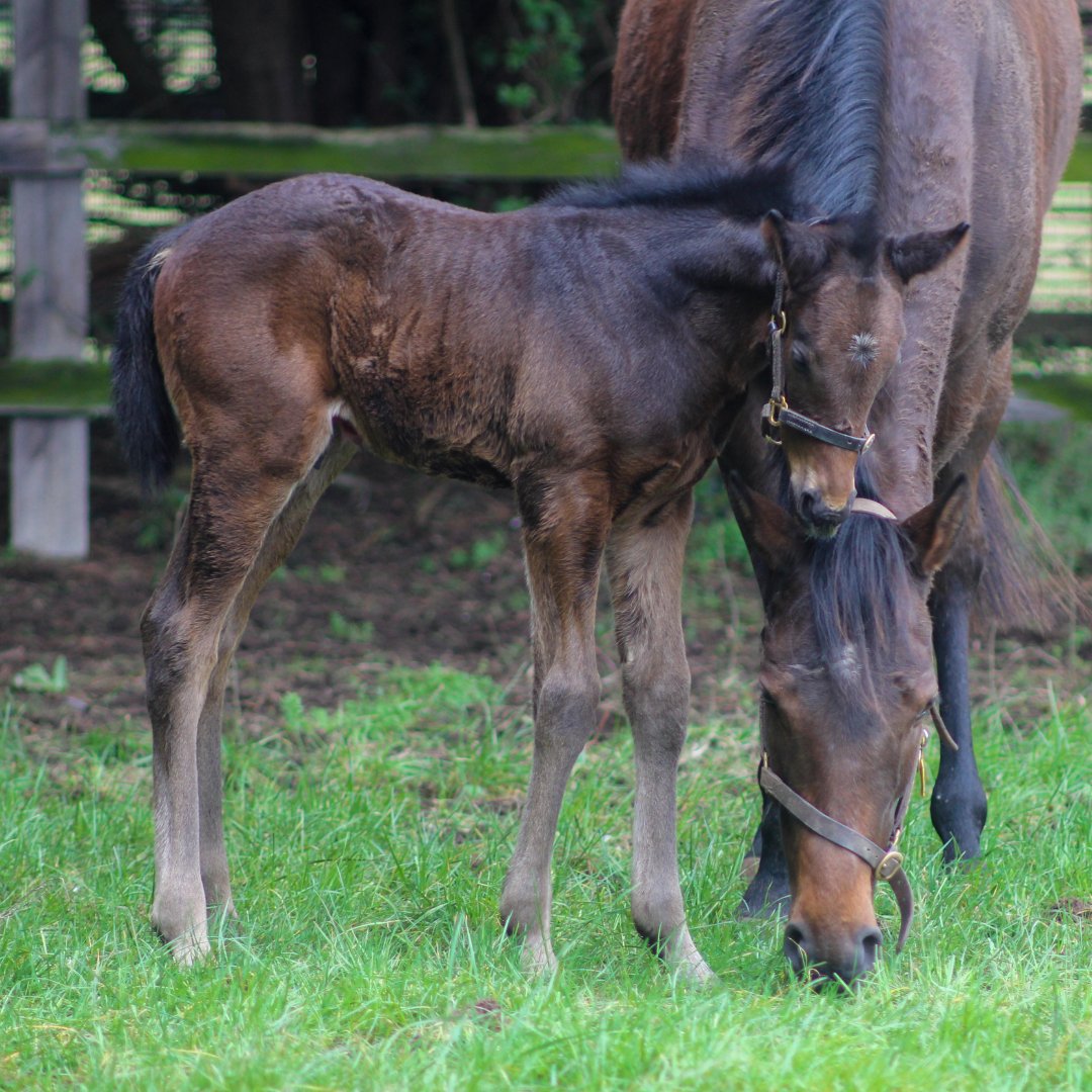 Just some #foalfriday cuteness to brighten up the day!

#discovernewmarket #newmarket #suffolk #nationalstud #foalfriday