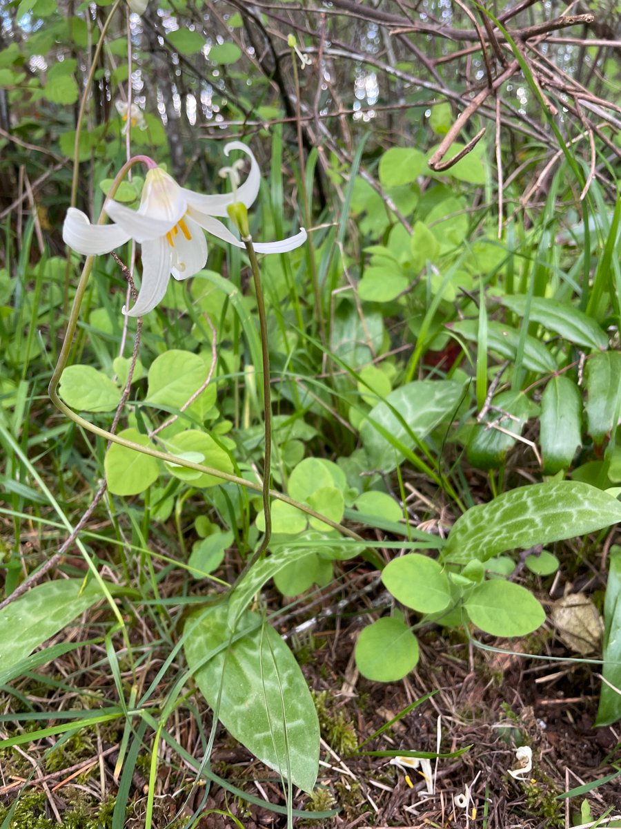 First day of of Hakai Institute Quadra Island Bioblitz today! 🌿🍄‍🟫🪼🐝 This first week is a terrestrial focus, followed by two weeks with a marine focus. Excited to learn from all our visitors with expertise in all sorts of taxonomic groups!