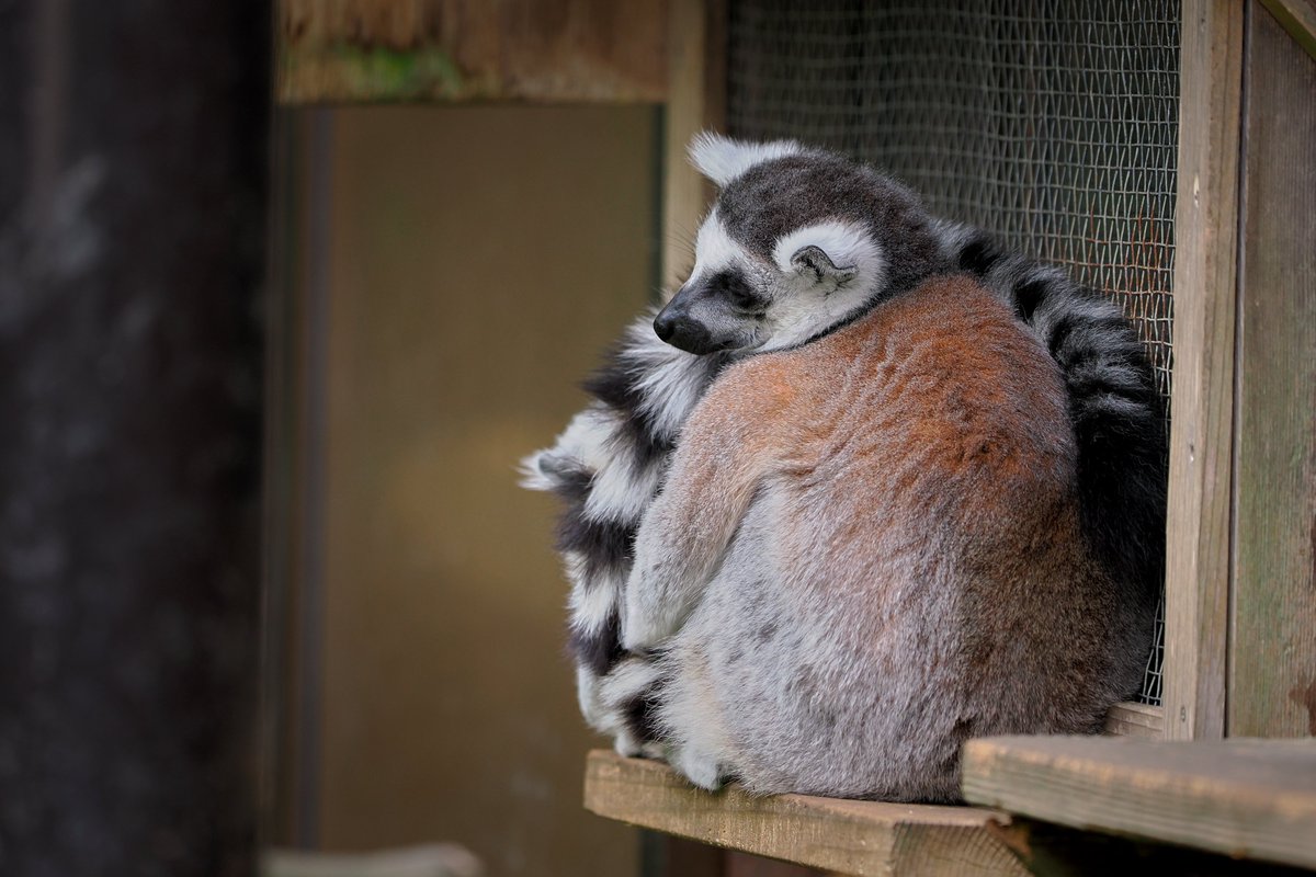 SCZは……いいよ（小声）
#埼玉県こども動物自然公園