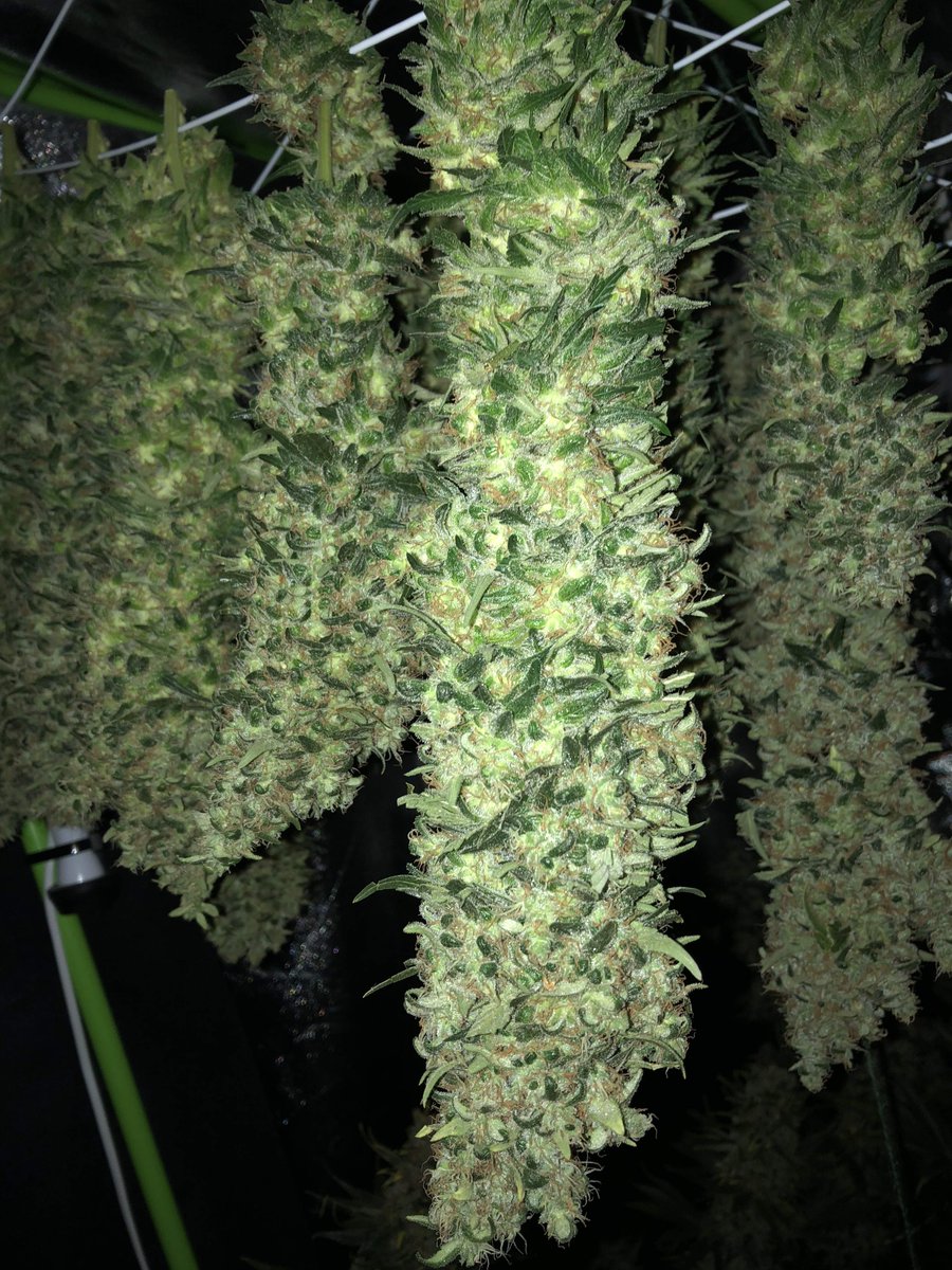 royalqueenseeds's tweet photo. Rate these Lemon Shinning Silver Haze buds with a gif! https://t.co/FmeUSXstDH