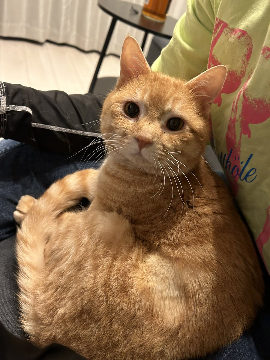 べったりちゃちゃ🐈パパから離れん。
寂しいのかなあ😔
今日、似てる子がいると電話して下さり、
見てきましたが写真の限りだと違うみたい😢😢
でもすごく優しい方でありがたかったです😢
周辺探してみます😢

今日は40分位しか探せなかったから
明日はもう少し探してみる👀