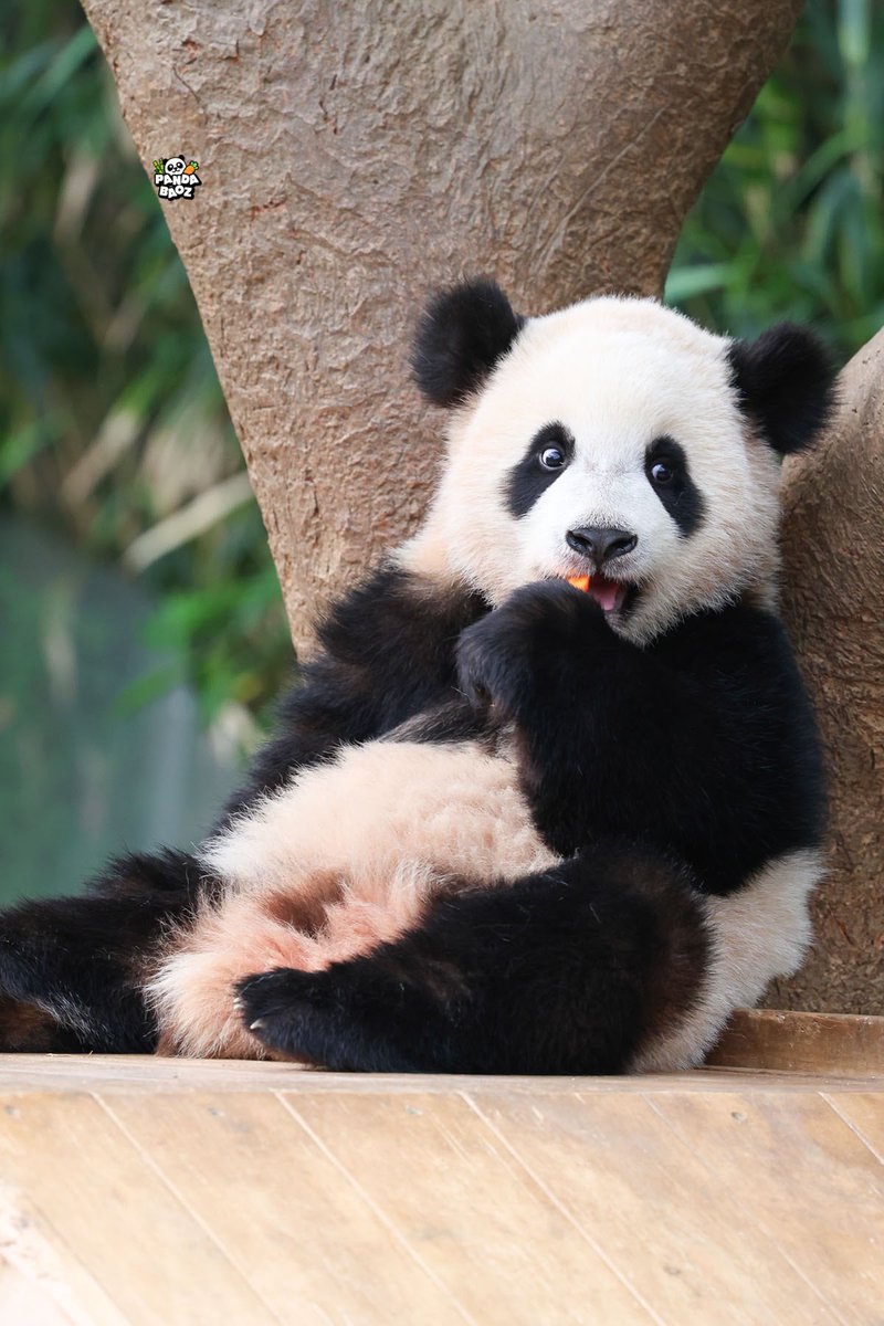 240422
당그니를 먹는데 이빨은 중요하디 안타구요🥕
#루이바오 #Ruibao #睿宝