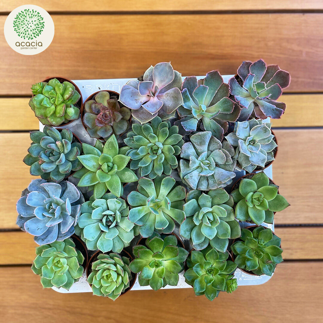 Succulent Squad Assemble!!

Our new succulent shipment offers a range of vibrant options! 

#lowmaintenanceplants #droughttolerantplants #homedecor #gardencenter #succulents #shopsmall #plantoftheday