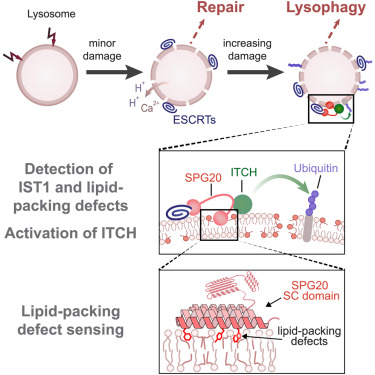 Lysosomal damage sensing and lysophagy initiation by SPG20-ITCH dlvr.it/T5rdk6